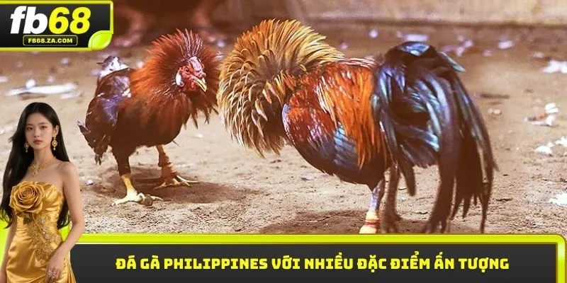 Đá gà Philippines với nhiều đặc điểm ấn tượng